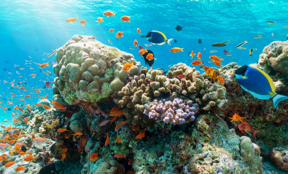 The bay features numerous colorful coral reefs that rival other famous coral destinations in Nha Trang